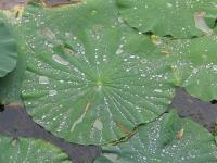 Albums/20060800-China Aug 2006/20060804-Shenyang University/53